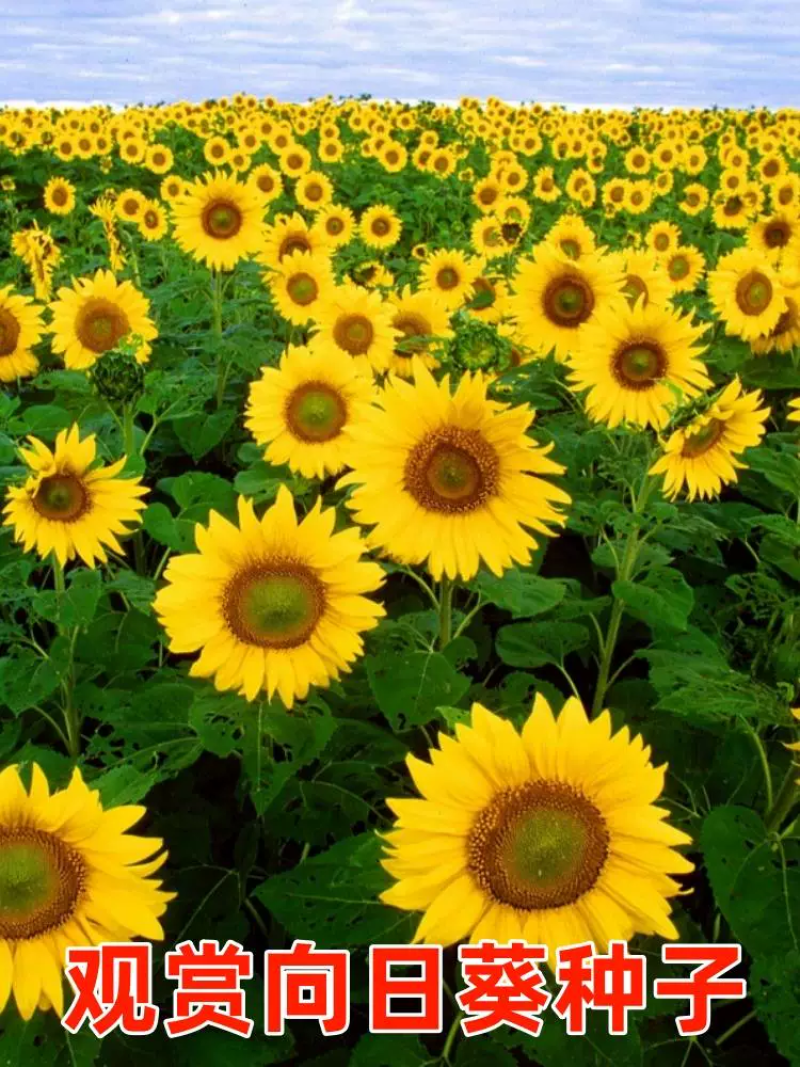 向日葵种子观赏食用太阳花葵花籽四季易活阳台盆栽庭院花海