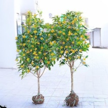 桂花树1一20公分八月桂桂独杆树丛生桂花