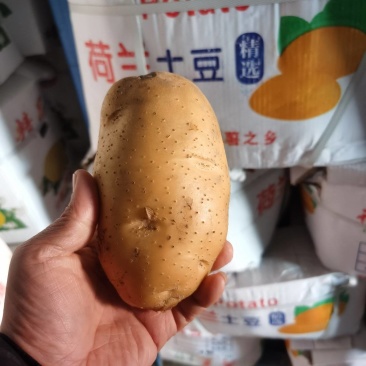 精品土豆大量供应规格齐全支持各种包装一吨起批