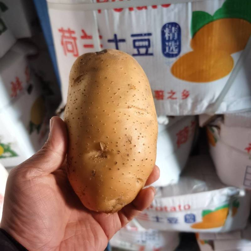 精品土豆大量供应规格齐全支持各种包装一吨起批