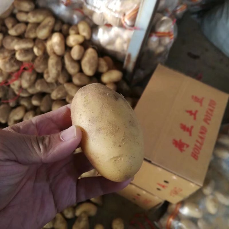 精品土豆大量供应规格齐全支持各种包装一吨起批