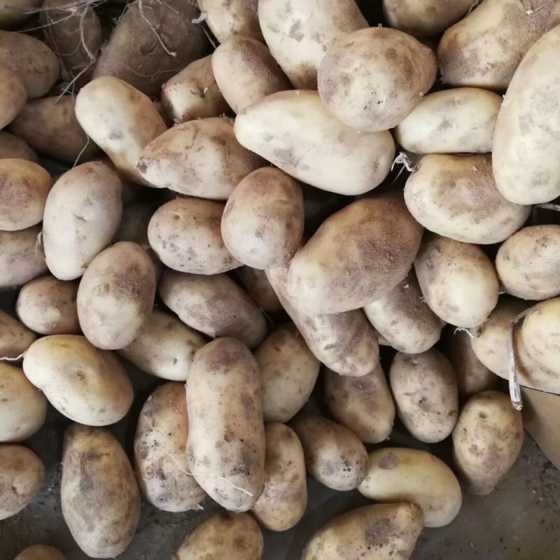 精品土豆大量供应规格齐全支持各种包装一吨起批