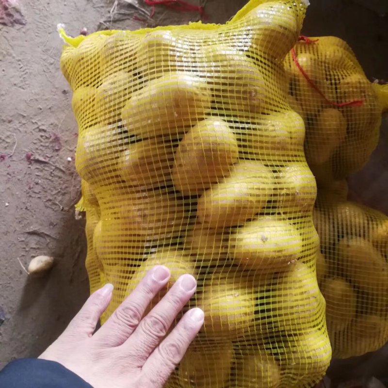 精品土豆大量供应规格齐全支持各种包装一吨起批