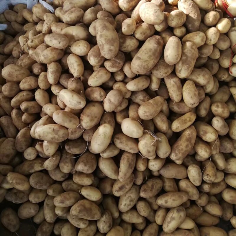 精品土豆大量供应规格齐全支持各种包装一吨起批