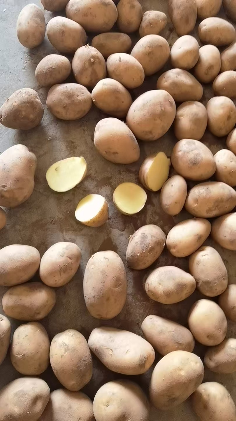 精品土豆大量供应规格齐全支持各种包装一吨起批