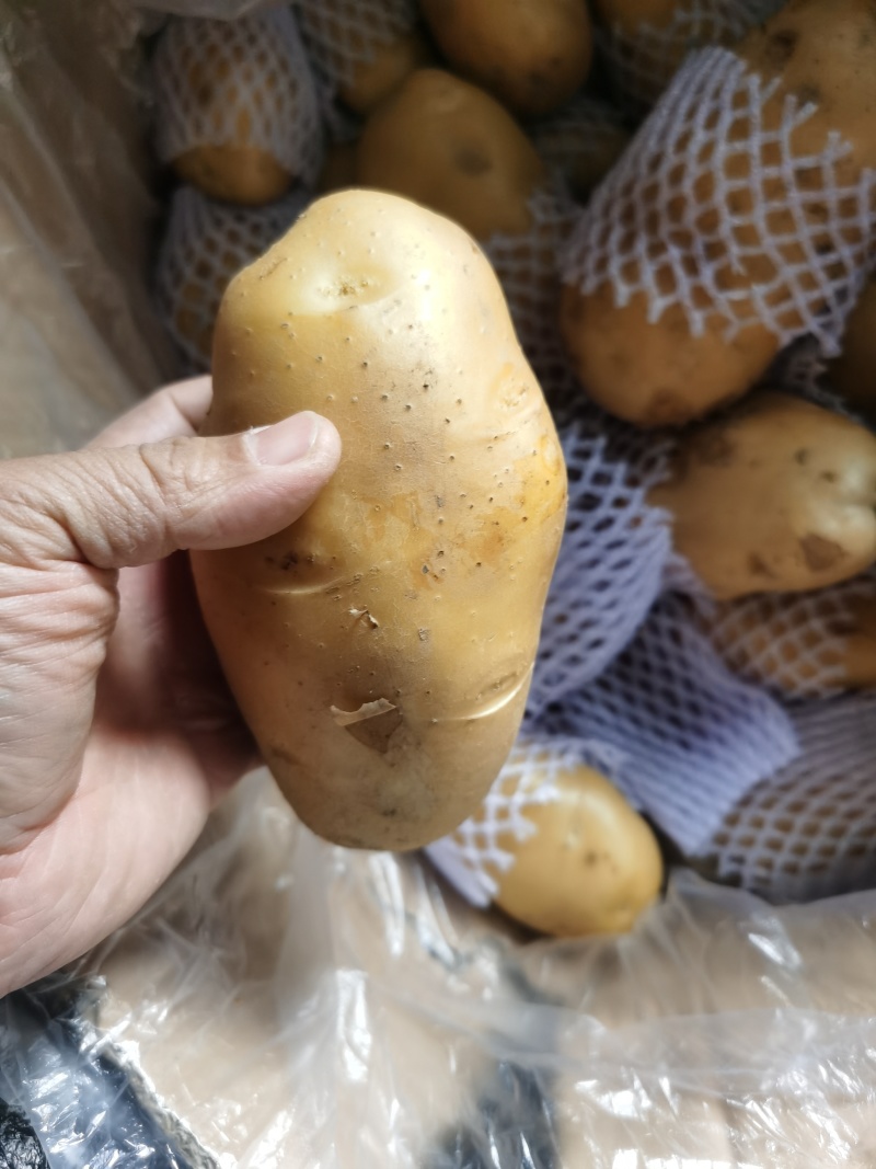 精品土豆大量供应规格齐全支持各种包装一吨起批