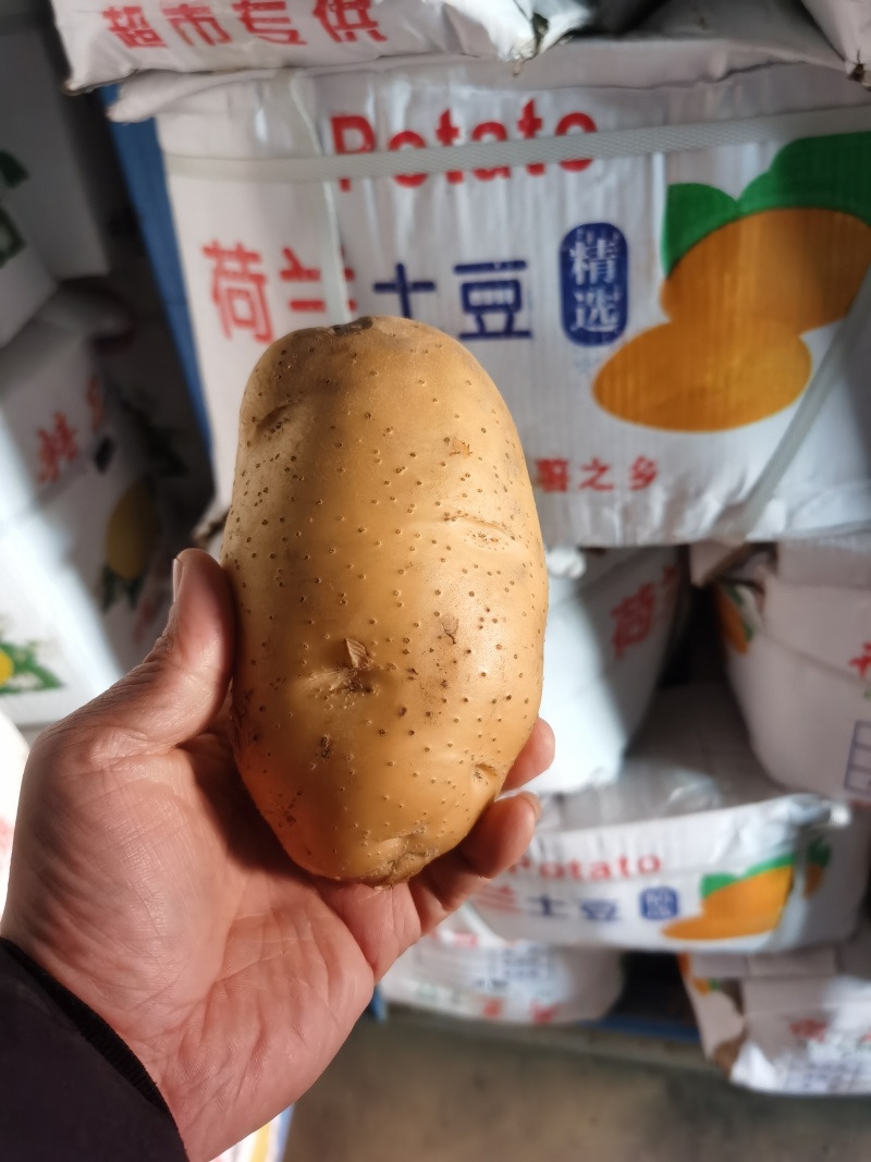 精品土豆大量供应规格齐全支持各种包装一吨起批