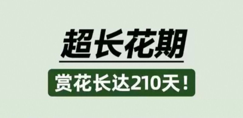 蓝花鼠尾草花种子春秋播种多年生宿根花种庭院阳台盆栽花籽