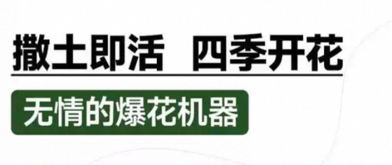 蓝花鼠尾草花种子春秋播种多年生宿根花种庭院阳台盆栽花籽