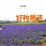 蓝花鼠尾草花种子春秋播种多年生宿根花种庭院阳台盆栽花籽