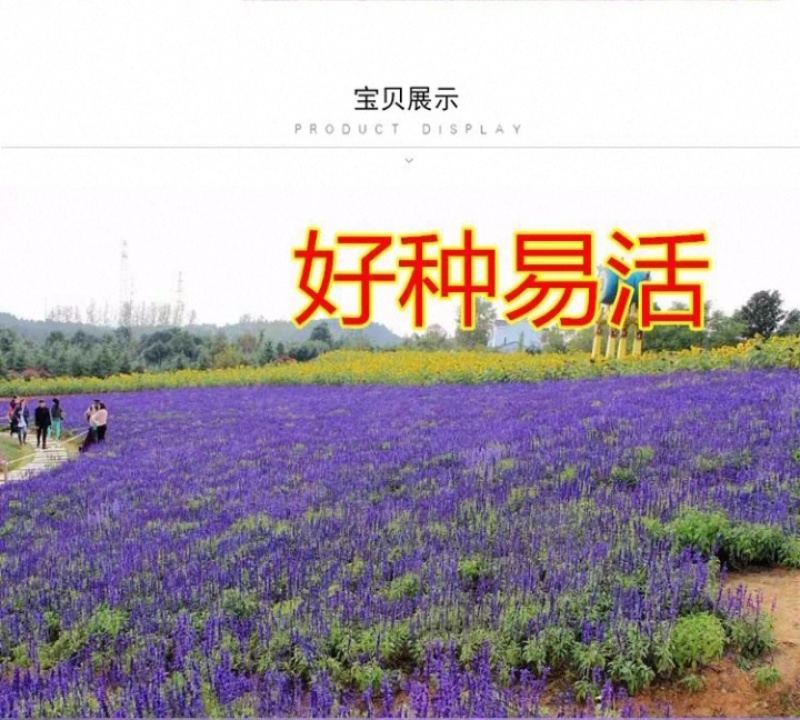 蓝花鼠尾草花种子春秋播种多年生宿根花种庭院阳台盆栽花籽