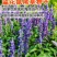 蓝花鼠尾草花种子春秋播种多年生宿根花种庭院阳台盆栽花籽