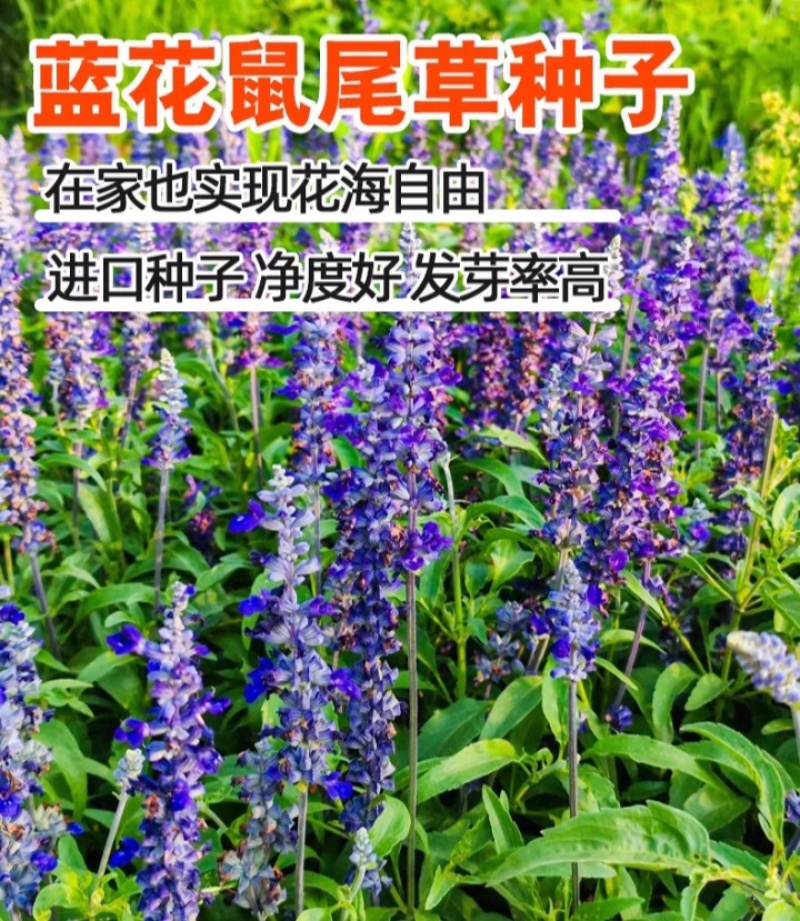 蓝花鼠尾草花种子春秋播种多年生宿根花种庭院阳台盆栽花籽