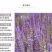 蓝花鼠尾草花种子春秋播种多年生宿根花种庭院阳台盆栽花籽