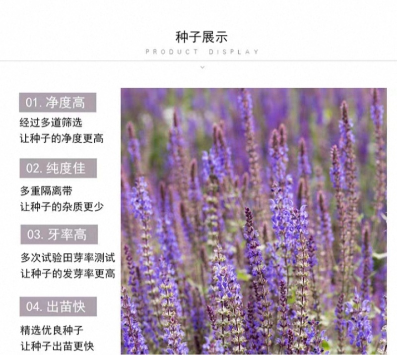 蓝花鼠尾草花种子春秋播种多年生宿根花种庭院阳台盆栽花籽