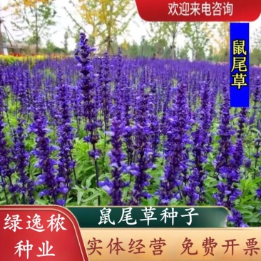 蓝花鼠尾草花种子春秋播种多年生宿根花种庭院阳台盆栽花籽