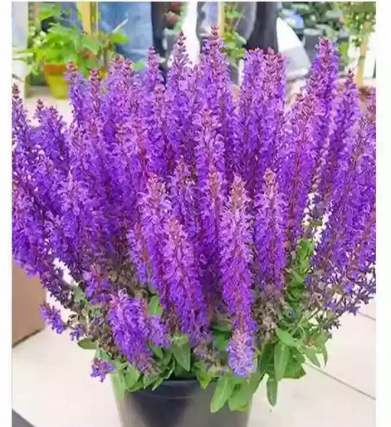 蓝花鼠尾草花种子春秋播种多年生宿根花种庭院阳台盆栽花籽