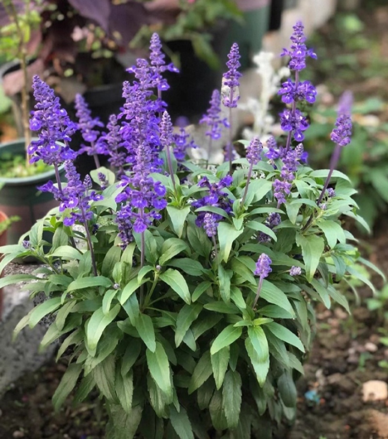 蓝花鼠尾草花种子春秋播种多年生宿根花种庭院阳台盆栽花籽