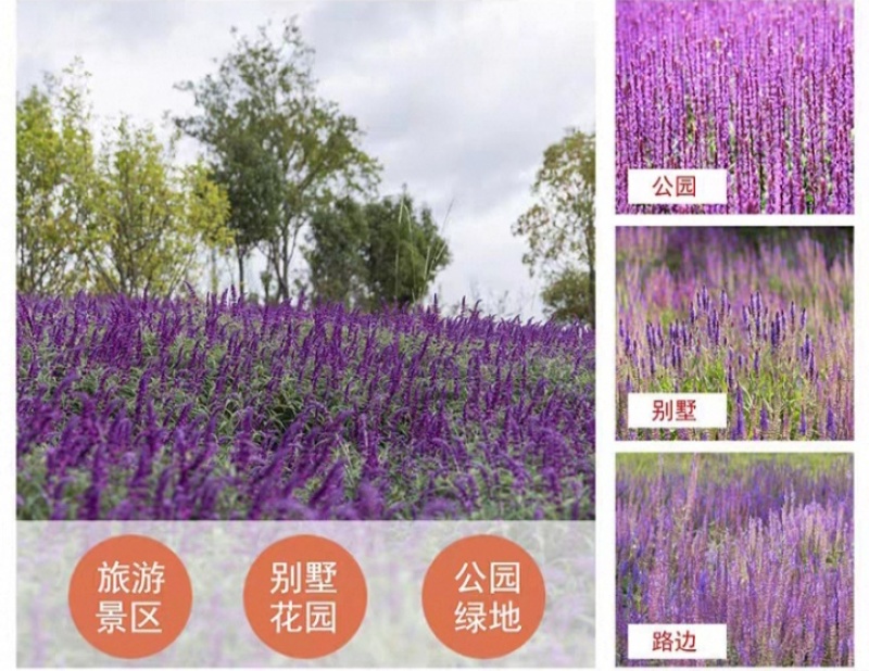 蓝花鼠尾草花种子春秋播种多年生宿根花种庭院阳台盆栽花籽