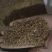 《琥珀》琥珀个子琥珀米规格齐全保证质量价格优