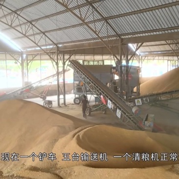 新疆高筋小麦销售