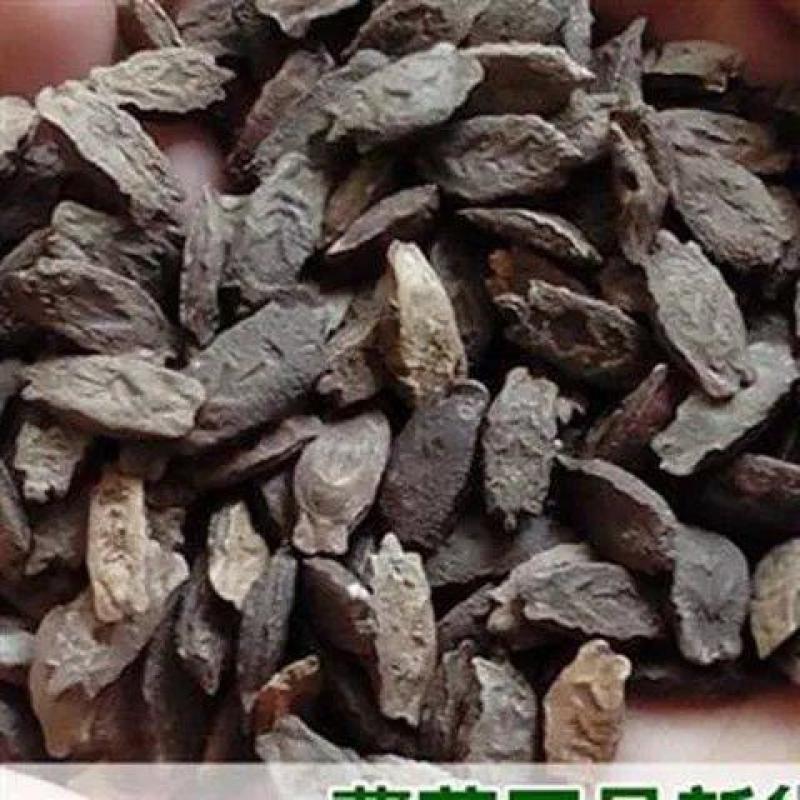 中药材波棱瓜子1公斤药材波棱瓜子色正品