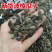 中药材波棱瓜子1公斤药材波棱瓜子色正品
