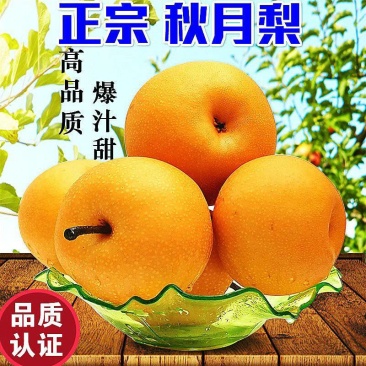 赵县秋月梨赵县特产一手货源常年有货专业代办备有冷库