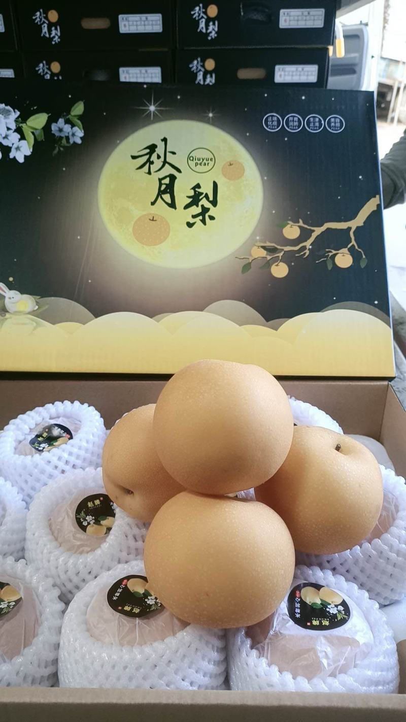 赵县秋月梨赵县特产一手货源常年有货专业代办备有冷库