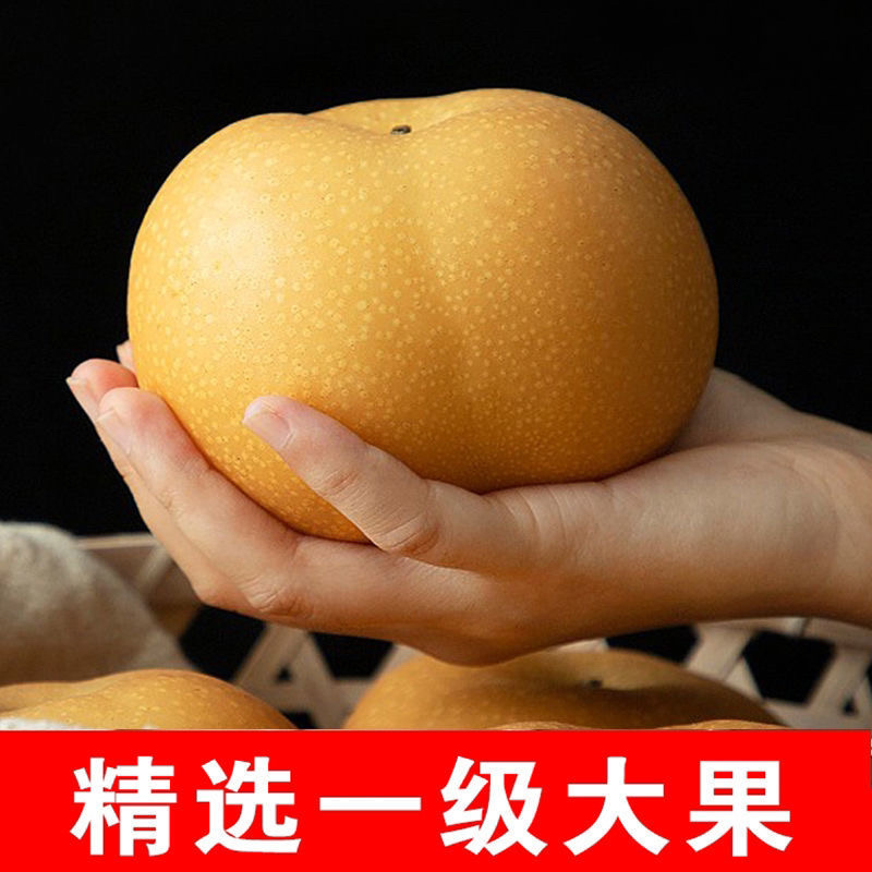 赵县秋月梨赵县特产一手货源常年有货专业代办备有冷库