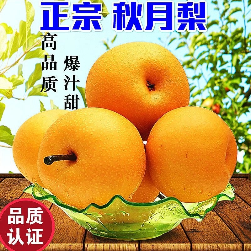 赵县秋月梨赵县特产一手货源常年有货专业代办备有冷库