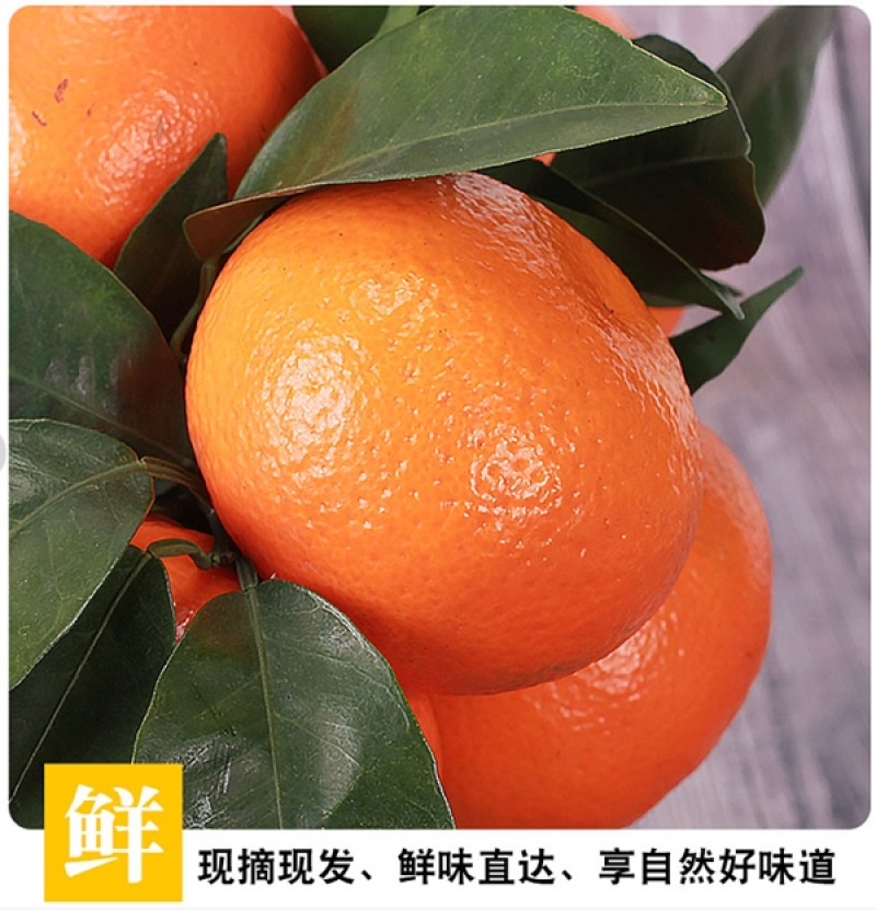 广西武鸣沃柑对接市场批发商超团购，电商一件代发！