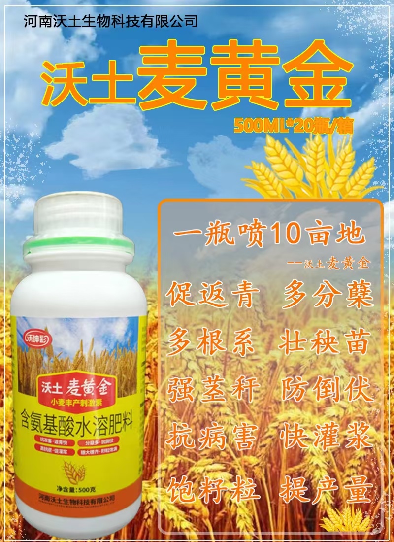 麦黄金抗寒防冻壮苗促茎抗逆抗倒伏穗大粒饱