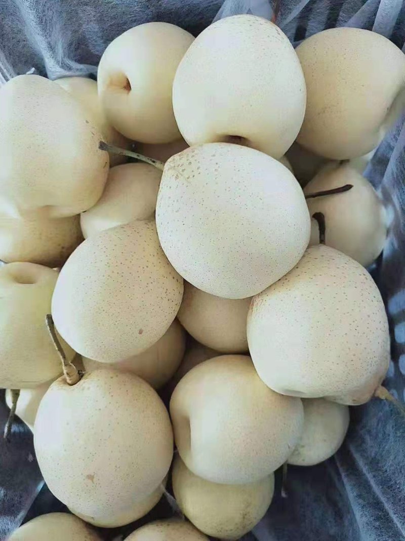 精品水晶鸭梨河北赵县一手货源产地供应链口感嘎嘎甜