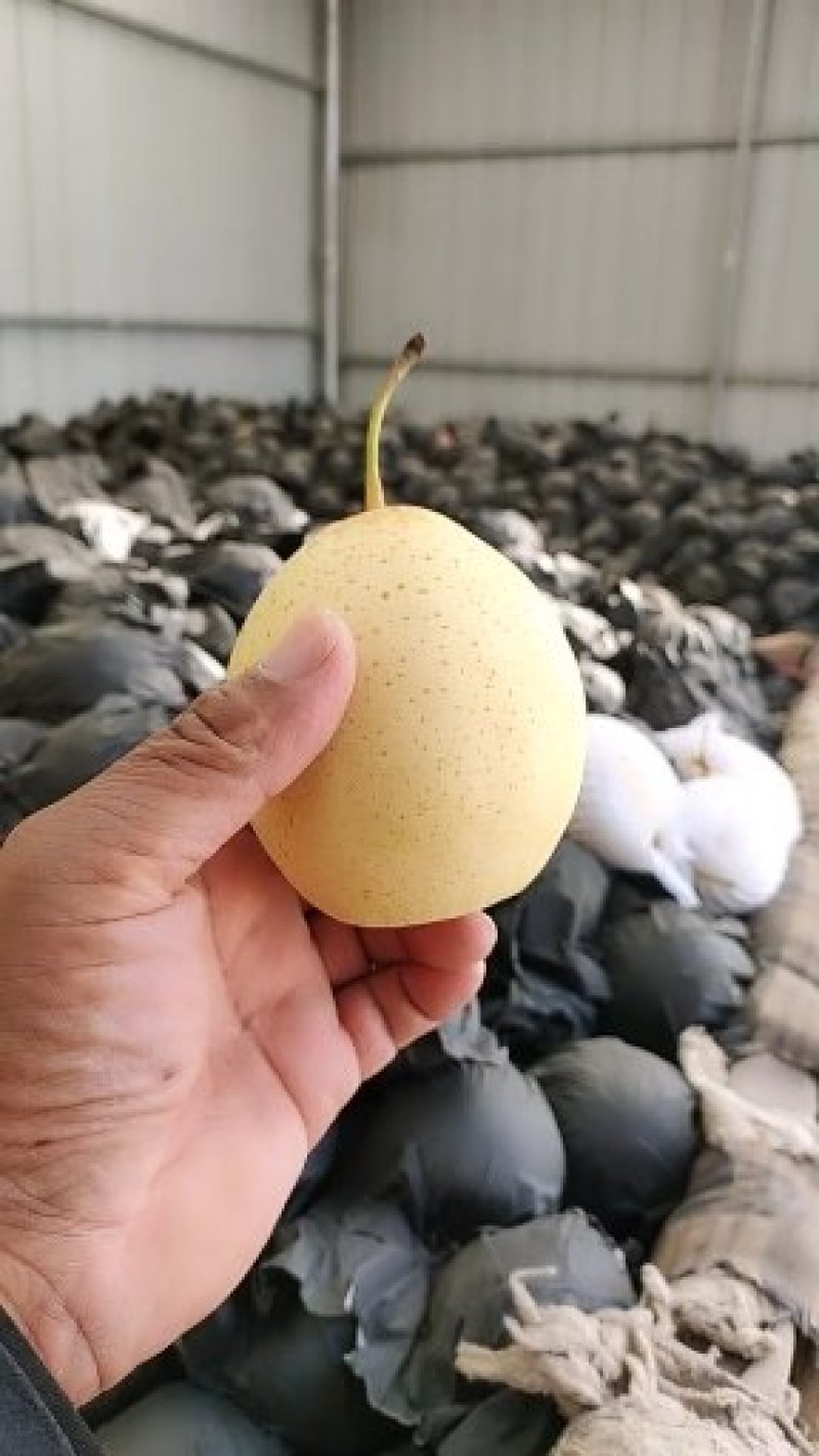 精品水晶鸭梨河北赵县一手货源产地供应链口感嘎嘎甜