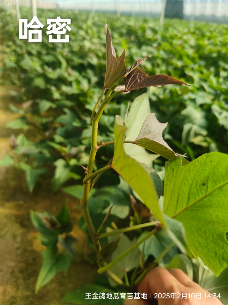 冷棚原种商薯19，基地供苗，一手货源价格合适