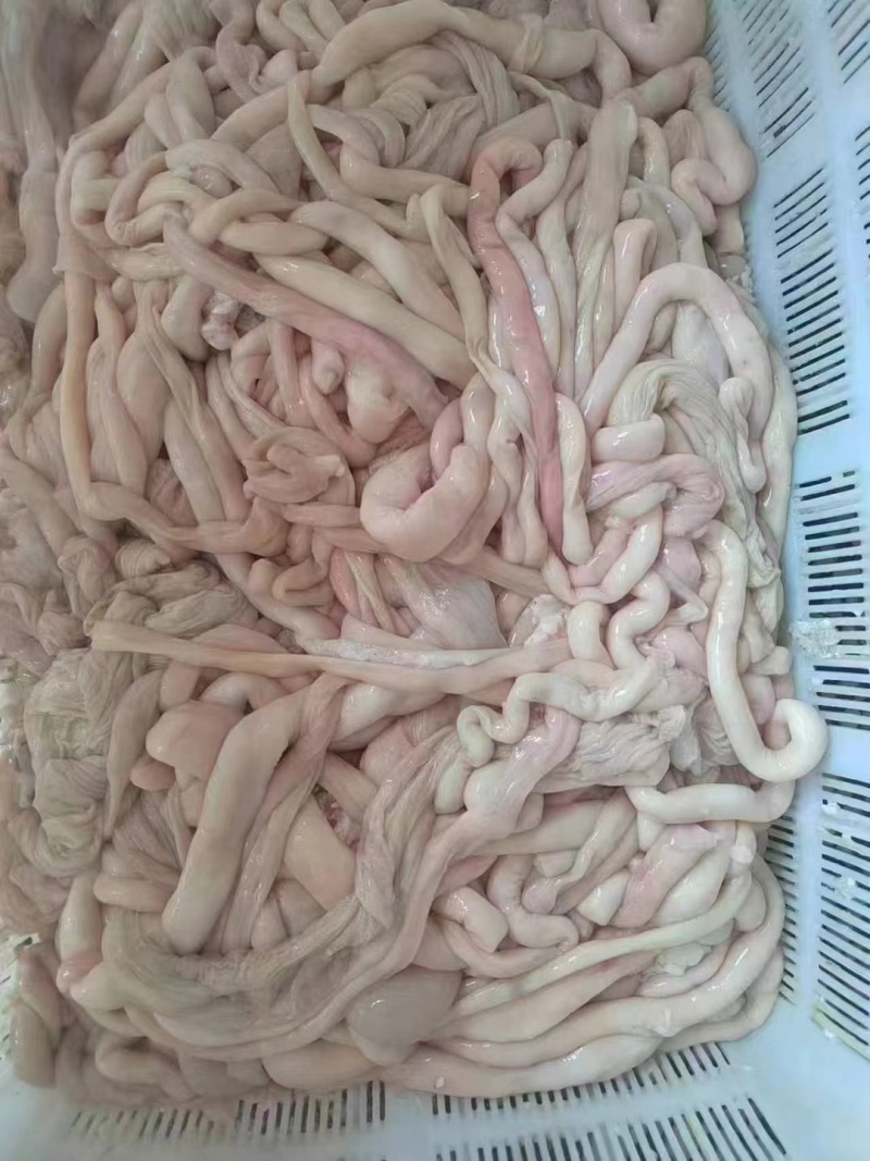 山东菏泽牡丹区生羊肥肠羊肥肠欢迎来电选购