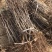 苗圃基地大量批发嫁接冬枣树苗沾化冬枣苗
