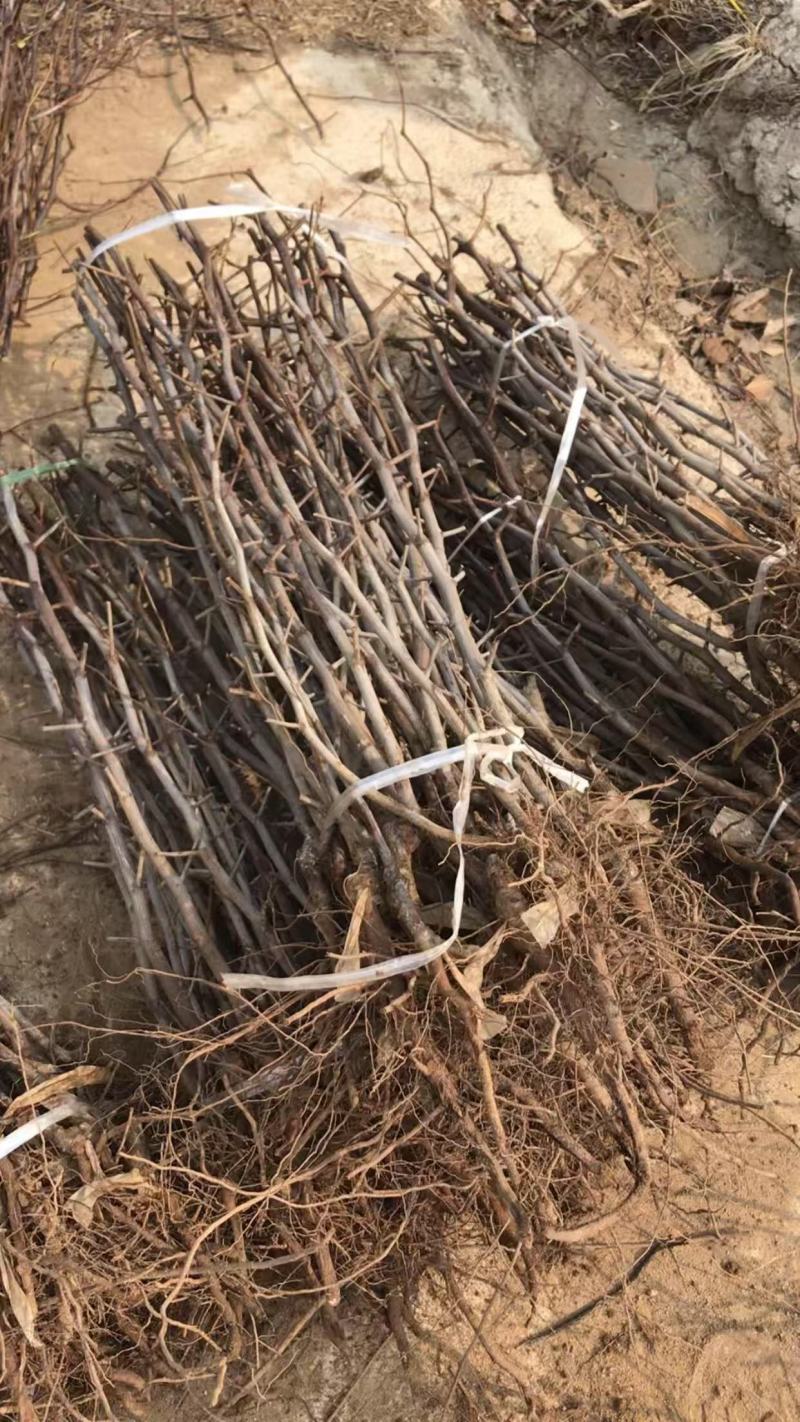 苗圃基地大量批发嫁接冬枣树苗沾化冬枣苗