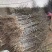 苗圃基地大量批发嫁接冬枣树苗沾化冬枣苗
