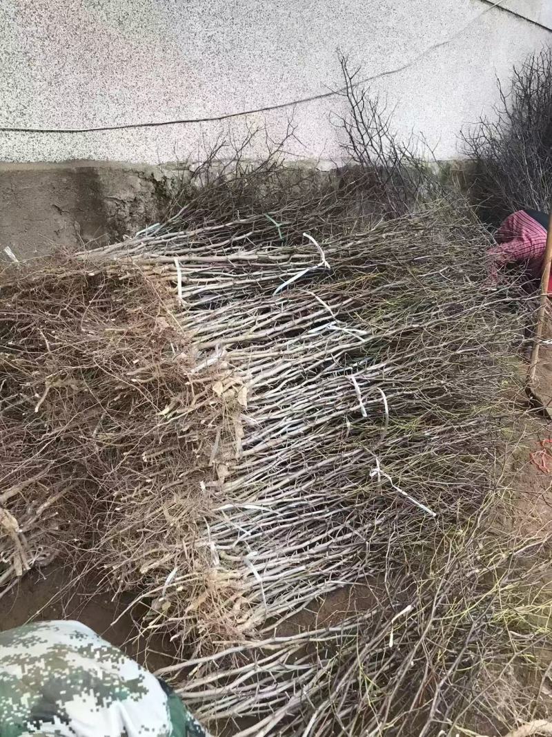 苗圃基地大量批发嫁接冬枣树苗沾化冬枣苗