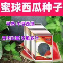 蜜球西瓜种子早熟中型果质脆多汁皮薄生育期约90天左右