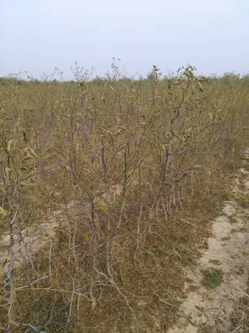 苗圃基地大量批发嫁接冬枣树苗沾化冬枣苗