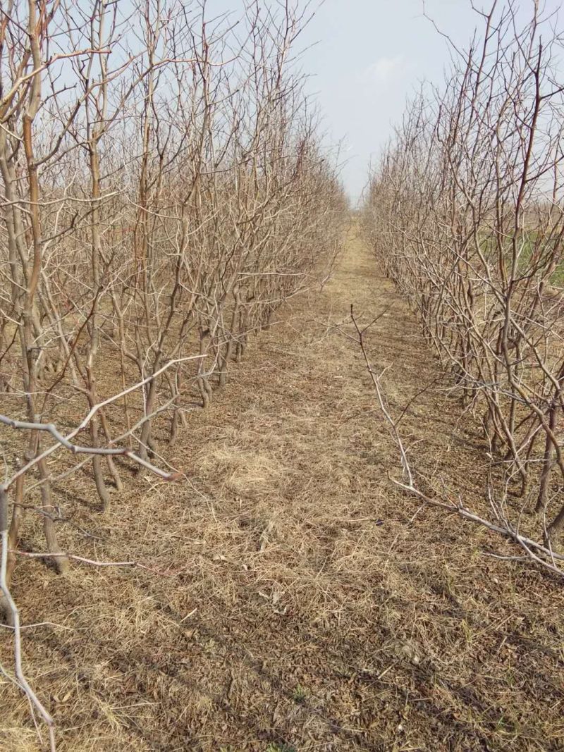 苗圃基地大量批发嫁接冬枣树苗沾化冬枣苗