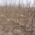苗圃基地大量批发嫁接冬枣树苗沾化冬枣苗
