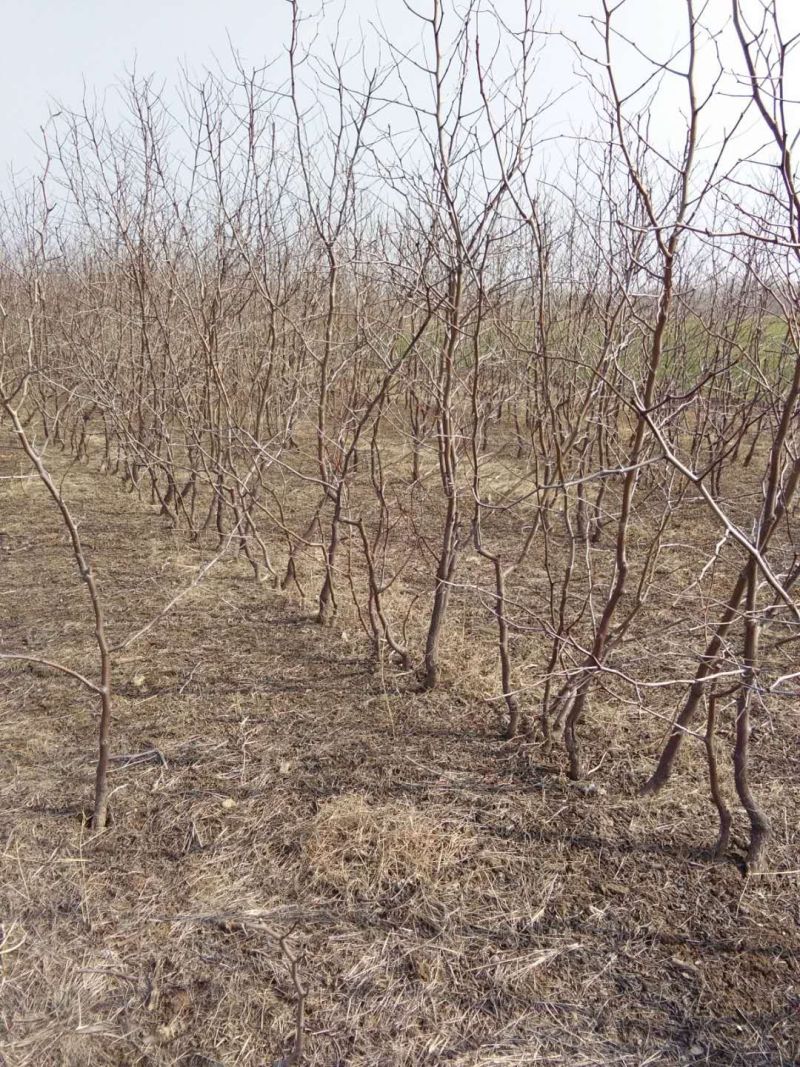 苗圃基地大量批发嫁接冬枣树苗沾化冬枣苗