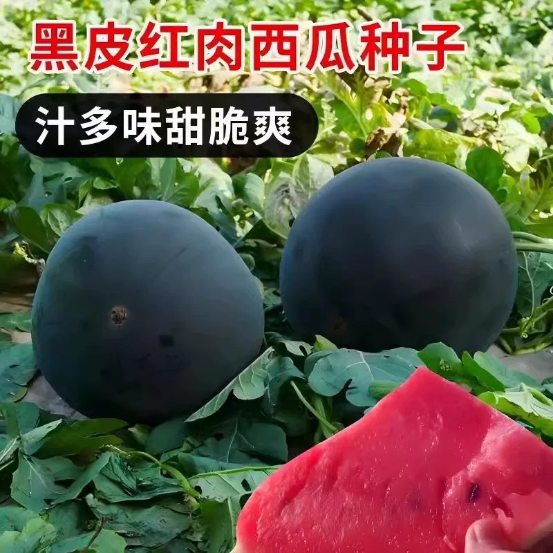 蜜球西瓜种子早熟中型果质脆多汁皮薄生育期约90天左右
