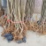 无花果苗布兰瑞克青皮金奥芬波姬红无花果苗