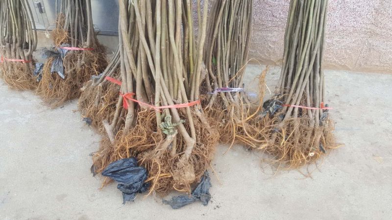 无花果苗布兰瑞克青皮金奥芬波姬红无花果苗