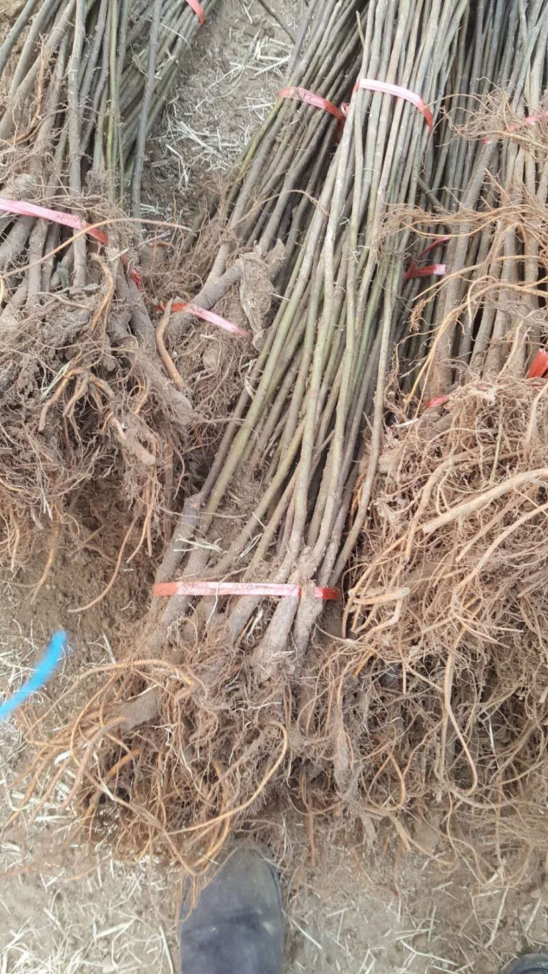 无花果苗布兰瑞克青皮金奥芬波姬红无花果苗
